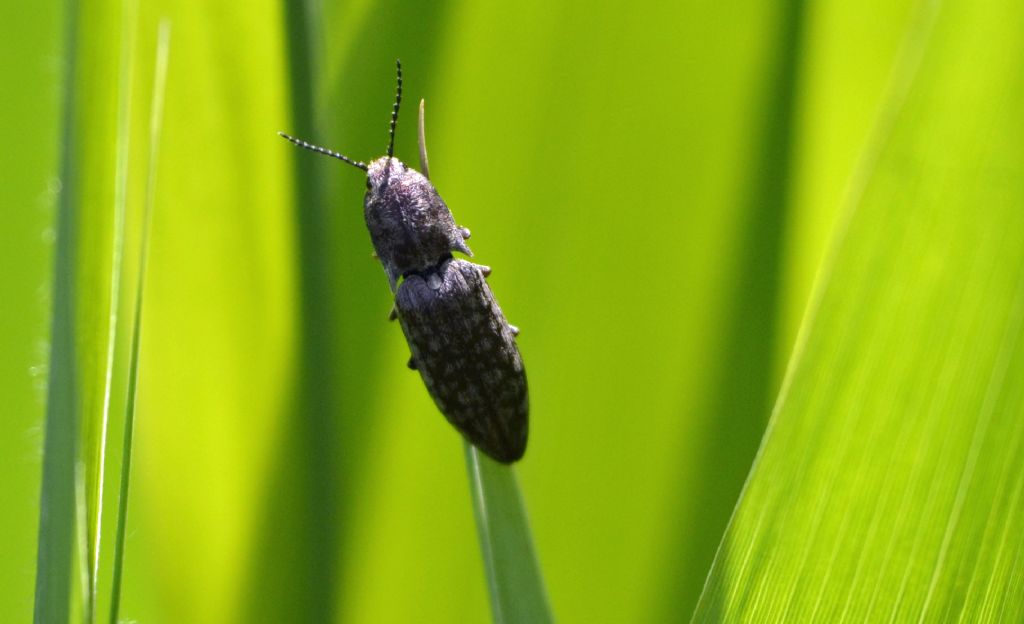 Actenicerus sjaelandicus - Elateridae